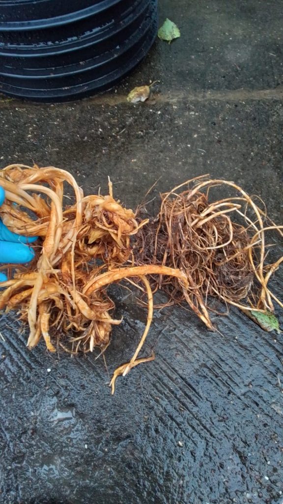 Blocked Drains Ribchester